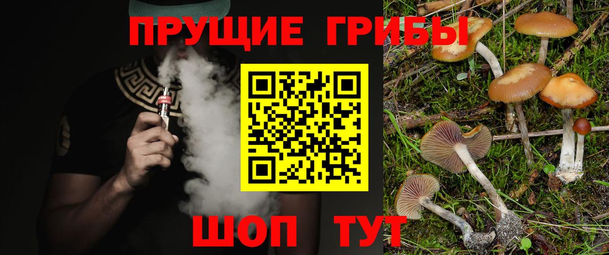Тосно  Галлюциногенные грибы Psilocybine cubensis  Вход с VPN 